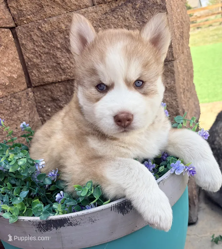 Utred  – Siberian Husky puppy for sale in Colorado Springs, CO