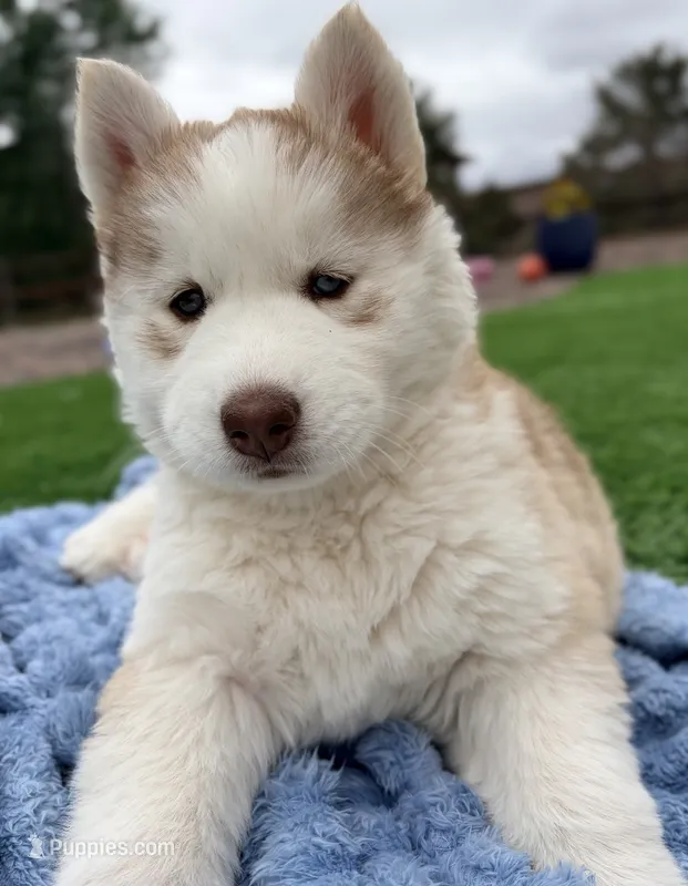 Freya – Siberian Husky puppy for sale in Colorado Springs, CO