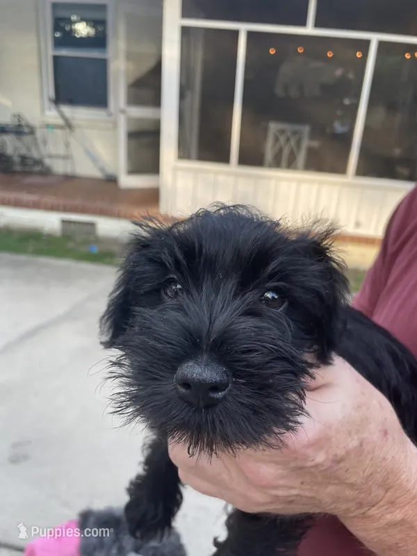 Bean – Miniature Schnauzer puppy for sale in Wilson, NC
