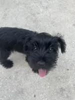 Bean, a female Miniature Schnauzer for sale in Wilson, NC – 2 of 2