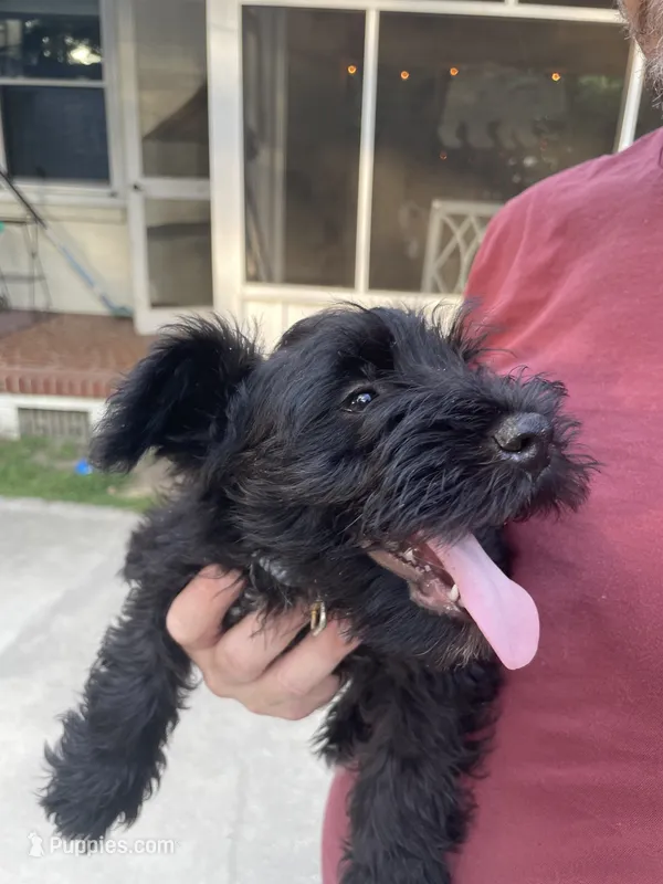 Jack – Miniature Schnauzer puppy for sale in Wilson, NC