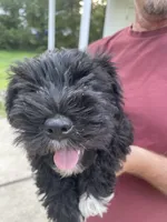 Lilly, a female Miniature Schnauzer for sale in Wilson, NC – 2 of 2