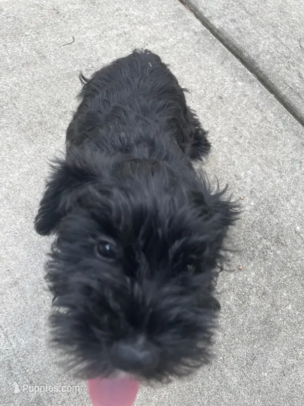 Lilly – Miniature Schnauzer puppy for sale in Wilson, NC