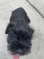 Lilly, a female Miniature Schnauzer for sale in Wilson, NC – 1 of 2