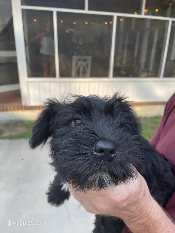 Scarlet  – Miniature Schnauzer puppy for sale in Wilson, NC
