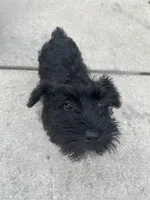 Scarlet , a female Miniature Schnauzer for sale in Wilson, NC – 2 of 2