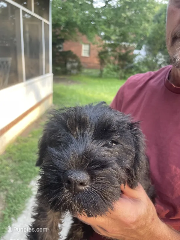 Bully – Miniature Schnauzer puppy for sale in Wilson, NC