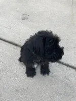 Bully, a male Miniature Schnauzer for sale in Wilson, NC – 2 of 3