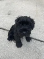Bully, a male Miniature Schnauzer for sale in Wilson, NC – 3 of 3