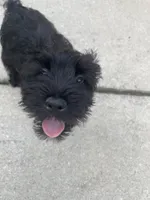 Jack, a male Miniature Schnauzer for sale in Wilson, NC – 2 of 2