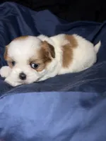 shih tzu 7 , a male Shih Tzu for sale in Maryland City, MD – 2 of 7