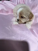 shih tzu 2, a female Shih Tzu for sale in Maryland City, MD – 4 of 9