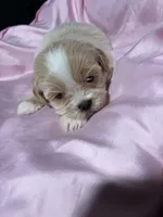 shih tzu 2, a female Shih Tzu for sale in Maryland City, MD – 6 of 9