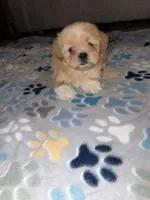 shih tzu 1, a male Shih Tzu for sale in Upper Marlboro, MD – 4 of 8