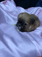 shih tzu 6, a female Shih Tzu for sale in Maryland City, MD – 4 of 7