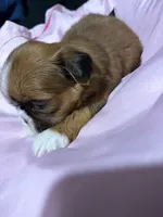shih tzu 3, a female Shih Tzu for sale in Maryland City, MD – 6 of 8