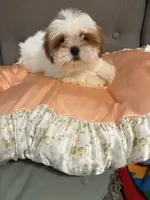shih tzu 7 , a male Shih Tzu for sale in Upper Marlboro, MD – 6 of 6