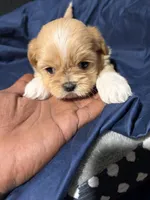 shih tzu 1, a male Shih Tzu for sale in Maryland City, MD – 8 of 8