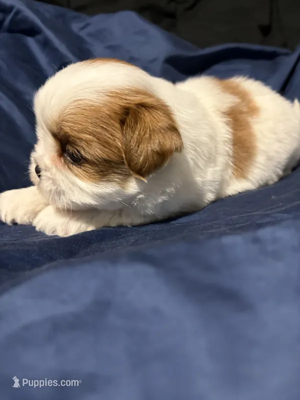 shih tzu 7  – Shih Tzu puppy for sale in Maryland City, MD