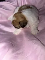 shih tzu 5 , a female Shih Tzu for sale in Maryland City, MD – 5 of 8
