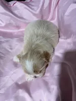 shih tzu 2, a female Shih Tzu for sale in Maryland City, MD – 9 of 9