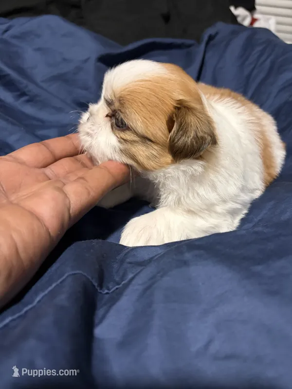 shih tzu 4  – Shih Tzu puppy for sale in Maryland City, MD