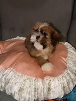 shih tzu 3, a female Shih Tzu for sale in Upper Marlboro, MD – 2 of 6