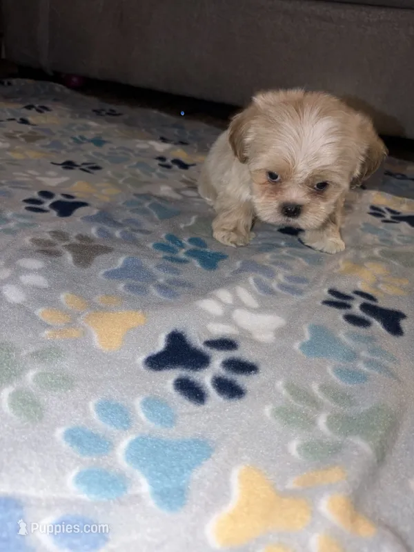 shih tzu 2 – Shih Tzu puppy for sale in Upper Marlboro, MD