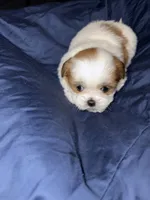 shih tzu 7 , a male Shih Tzu for sale in Maryland City, MD – 5 of 7