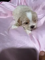 shih tzu 2, a female Shih Tzu for sale in Maryland City, MD – 8 of 9
