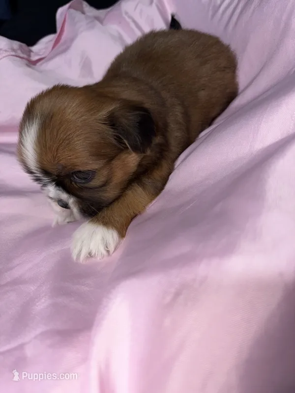 shih tzu 3, a female Shih Tzu for sale in Maryland City, MD – 1 of 8
