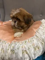 shih tzu 3, a female Shih Tzu for sale in Upper Marlboro, MD – 5 of 6