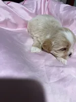 shih tzu 2, a female Shih Tzu for sale in Maryland City, MD – 5 of 9
