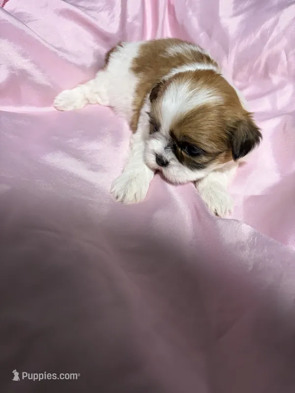 shih tzu 5  – Shih Tzu puppy for sale in Maryland City, MD