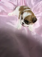 shih tzu 5 , a female Shih Tzu for sale in Maryland City, MD – 1 of 8