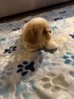 shih tzu 1, a male Shih Tzu for sale in Upper Marlboro, MD – 6 of 8