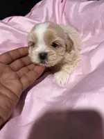 shih tzu 2, a female Shih Tzu for sale in Maryland City, MD – 3 of 9