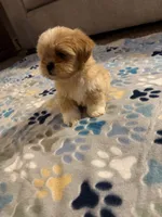 shih tzu 1, a male Shih Tzu for sale in Upper Marlboro, MD – 2 of 8