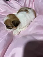 shih tzu 5 , a female Shih Tzu for sale in Maryland City, MD – 7 of 8