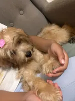 yorkie poo, a female Yorkipoo for sale in Upper Marlboro, MD – 3 of 7