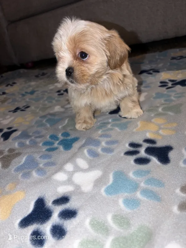shih tzu 2 – Shih Tzu puppy for sale in Upper Marlboro, MD