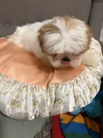 shih tzu 7 , a male Shih Tzu for sale in Upper Marlboro, MD – 5 of 6