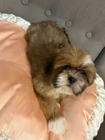 shih tzu 3, a female Shih Tzu for sale in Upper Marlboro, MD – 1 of 6