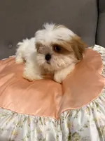 shih tzu 7 , a male Shih Tzu for sale in Upper Marlboro, MD – 3 of 6