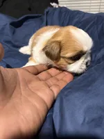 shih tzu 4 , a male Shih Tzu for sale in Maryland City, MD – 5 of 7