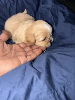 shih tzu 1, a male Shih Tzu for sale in Maryland City, MD – 3 of 8