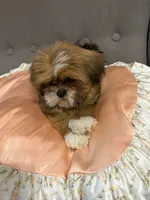 shih tzu 3, a female Shih Tzu for sale in Upper Marlboro, MD – 6 of 6
