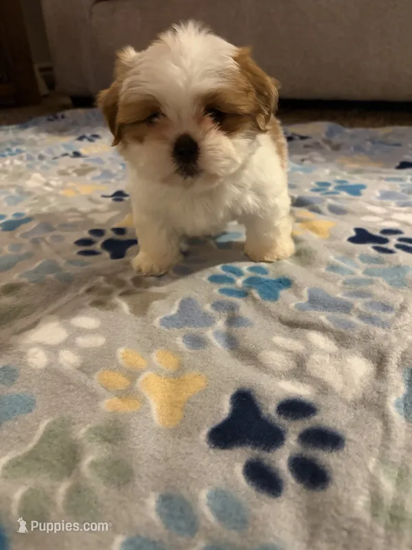 shih tzu 7  – Shih Tzu puppy for sale in Upper Marlboro, MD