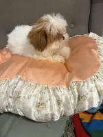 shih tzu 7 , a male Shih Tzu for sale in Upper Marlboro, MD – 4 of 6