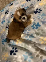 shih tzu 3, a female Shih Tzu for sale in Upper Marlboro, MD – 5 of 6